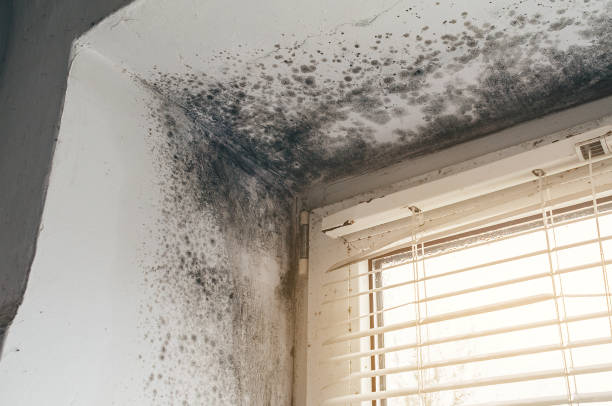 Affordable Basement Mold Removal solutions in Hampton, MN