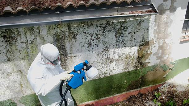 Top rated local Basement Mold Removal specialists in Hampton, MN